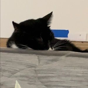 Meet your Posher, Hector